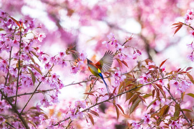 Close-up of cherry blossoms in spring