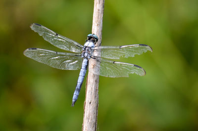 Close-up of damselfly on leaf