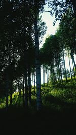 Low angle view of trees in forest