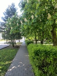 Footpath leading towards trees