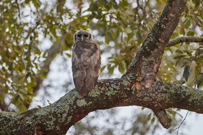 An immature verreaux's eagle-owl, giant eagle-owl