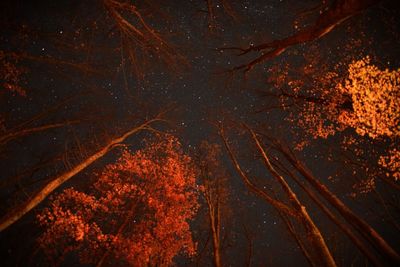 Fireworks against sky at night