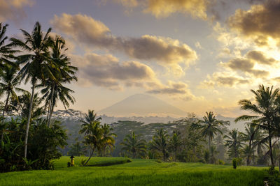 Scenic view of palm trees on landscape against sky