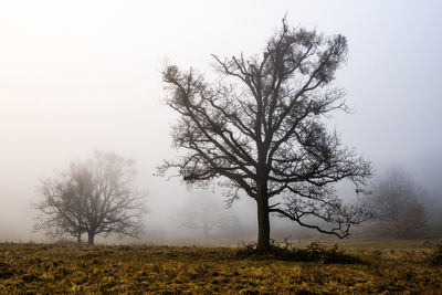 Bare tree on field against sky