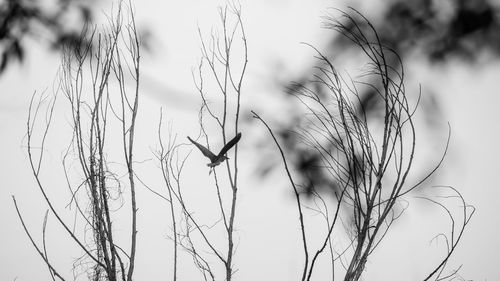 Close-up of a bird flying against the sky