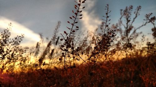 Close-up of plants on field against sky