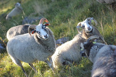 Tilt shot of sheep on grassy field