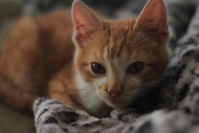 Close-up portrait of tabby kitten