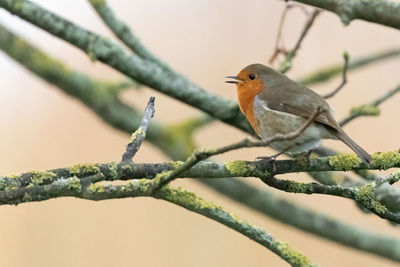 Close-up of bird perching on branch