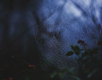 Close-up of spider on web