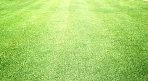 Full frame shot of green grass