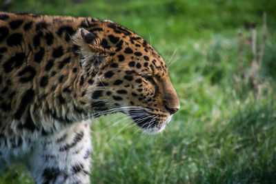 Close-up of tiger