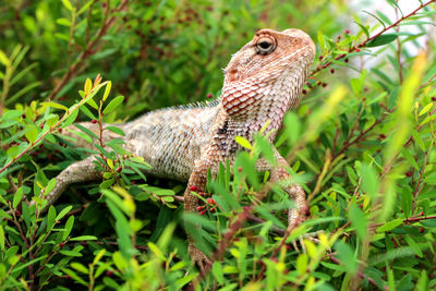 Close-up of lizard on plant