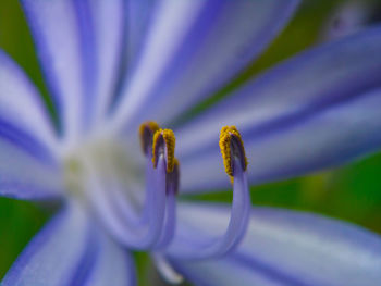 Close-up of purple flowering plant