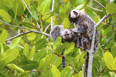 Close-up of monkey on tree