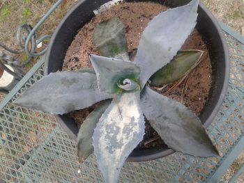 Close up of leaves