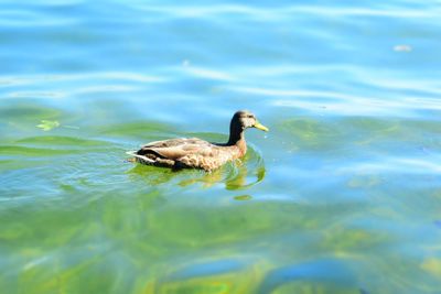 Close-up of duck swimming in lake