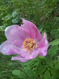 Close-up of pink flower blooming outdoors