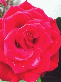 Close-up of water drops on red rose