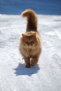 Portrait of cat on snow covered land