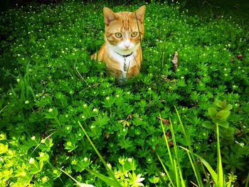 Portrait of a cat