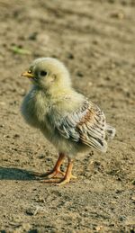 Close-up of bird perching on a field