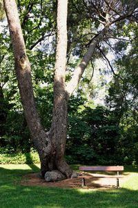 Trees in park