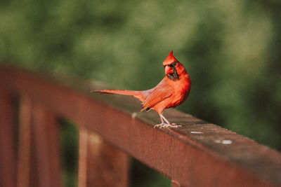 Cardinal perching on a bridge