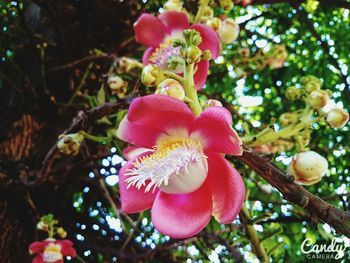 Close-up of pink flowers