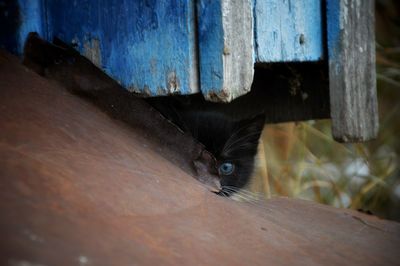 Close-up portrait of cat