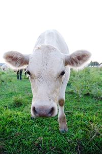 Close-up of cow on field against clear sky