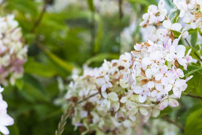 Close-up of white cherry blossom tree