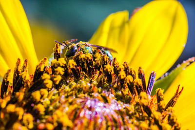 Close-up of bee on yellow flower