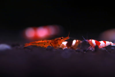 Close-up of krill in sea