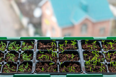 Close-up of potted plants in greenhouse