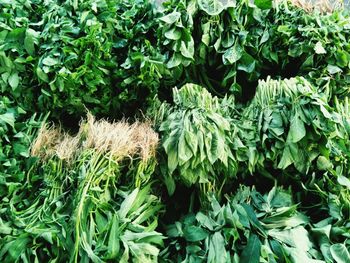 High angle view of fresh green plants