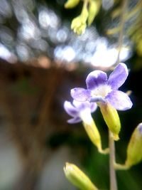 Close-up of purple flowers