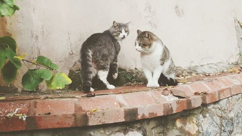 Cat on retaining wall