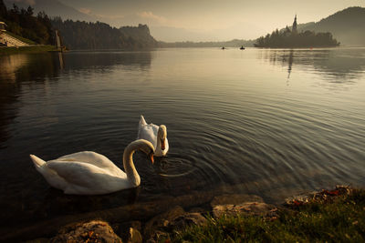 Swans swimming in lake