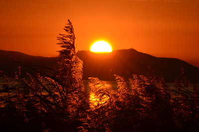 Silhouette plants against bright sun during sunset