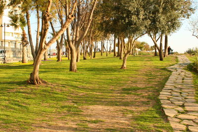 Trees on field