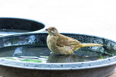 Close-up of bird perching in a water