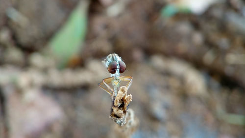 Close-up of insect