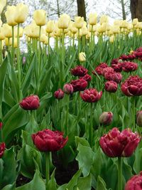 Close-up of red tulips