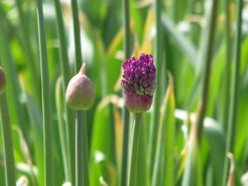 Close-up of purple flowering plant