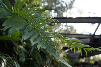 Close-up of plant