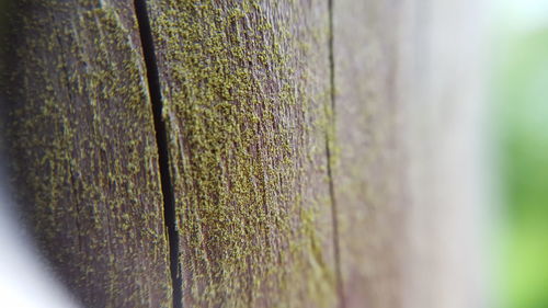 Close-up of tree trunk