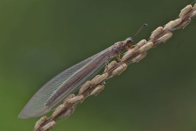 Close-up of insect on plant