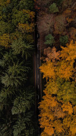 High angle view of trees in forest