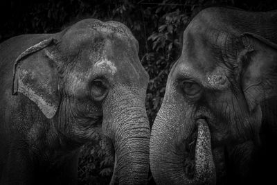 Close-up of elephant